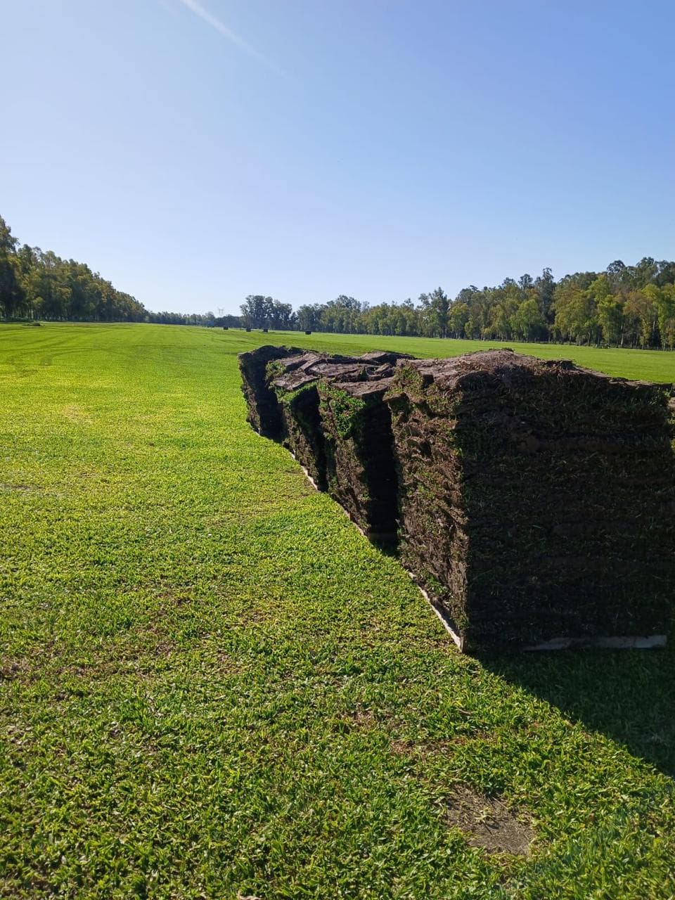 Pallets de Grama Bahiana en el campo